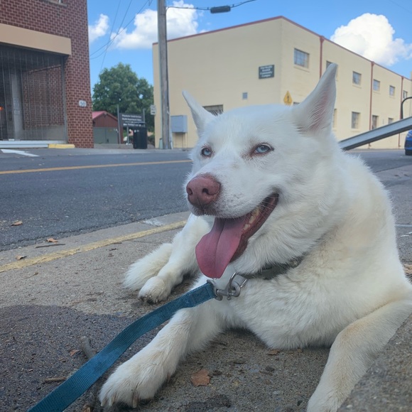 Meet your Posher, Holly - Picture 5 of 6